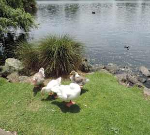 Wenn Sie Junge haben Vorsicht