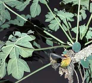 In der Nähe der Villa Nelomoor.