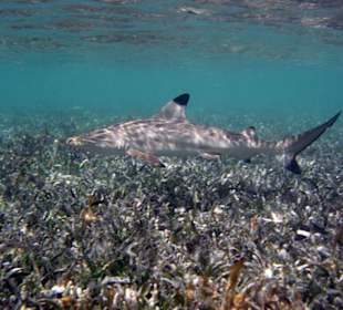 Schwarzspitzenriffhai in der Lagune