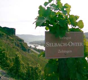 Die Trauben können gelesen werden