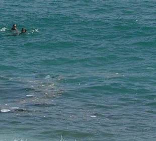 Kloake Mittelmeer