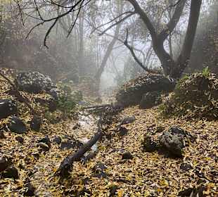 Inselrundfahrt Gran Canaria