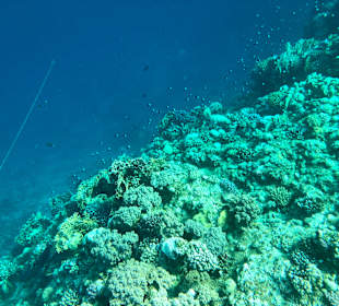 Schnorcheln Marsa Alam