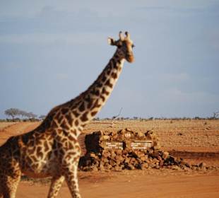 Eine Giraffe an der Wegkreuzung