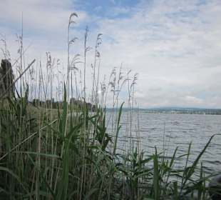 Insel Reichenau Hochwasser