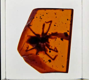 Bernstein mit Insekt