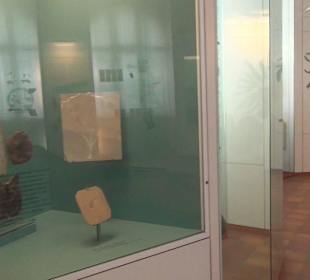 Entwicklung der Pflanzenwelt