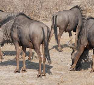 Etosha