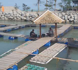 The location for cleaning the sea turtles