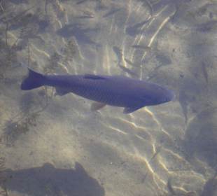Karpfen im See des Japanischen Garten