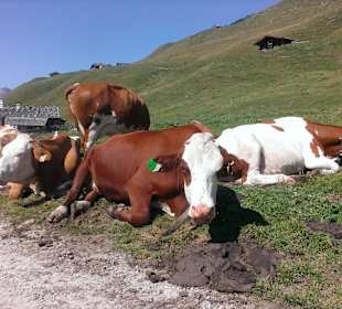 Auf der Kallbrunnalm