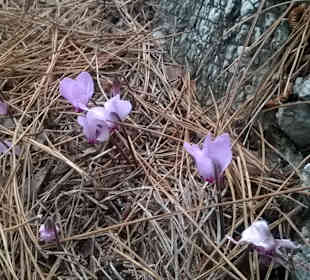 Burg von Alanya (Ic Kale)	