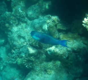 Beim Schnorcheln gesehen - Papagei.