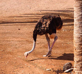 Tiere im Oasis Park Fuerteventura