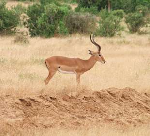 Antilope