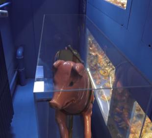 SchweineMuseum