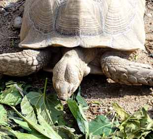 Afrikanische Landschildkröten beim Mittagessen