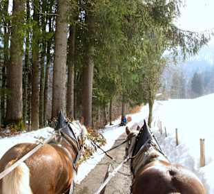 Schlittenfahrt im Allgäu