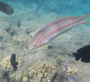 Hotel BEACH Albatros Resort & Spa