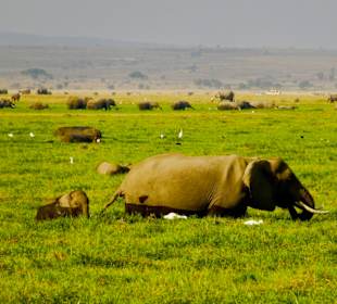Elefanten in den Sümpfen