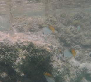 Poissons
