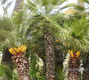 Palmen neben San Basilio