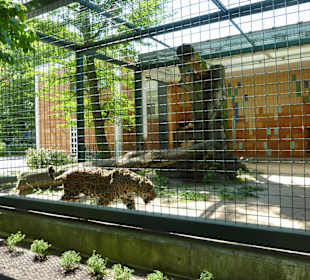 Jaguar