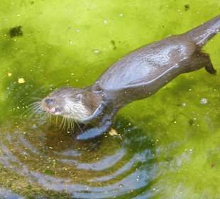 Wildparkimpressionen