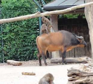 Zoologischer Garten 2016