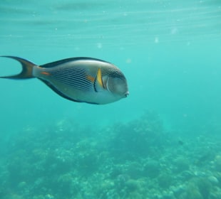 Unter Wasse ist viel zu sehen