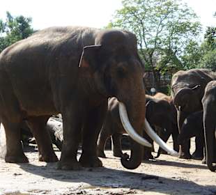 Zoo in Emmen