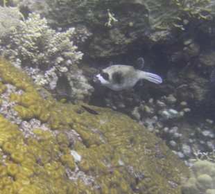 Tauchgebiet Poseidon Garden