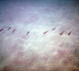 Calamareschwarm beim Riff