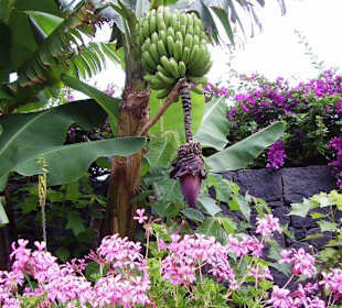 Bananen mitten in der Stadt