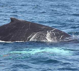 Whale watching Februar 2015