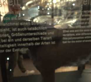Museum für Naturkunde