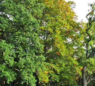 Eindrücke aus dem herbstlichen Knoops Park