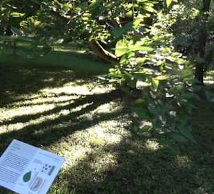 Botanischer Garten München