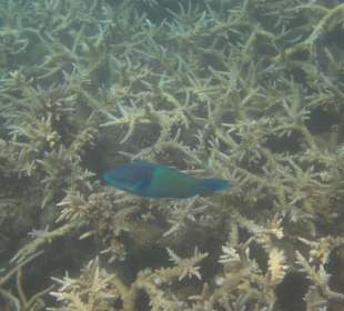 Belinda Speedboattour Blue Bay