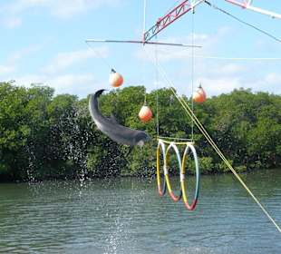 Der Delfin soll den Ball treffen