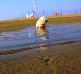 Der Hundestrand dei Pini