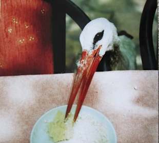 Storch im Restaurant