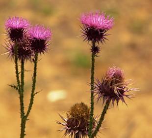 Gündogdu Pflanzenwelt