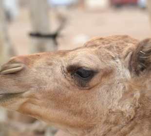 Kamelmarkt, El Shalateen