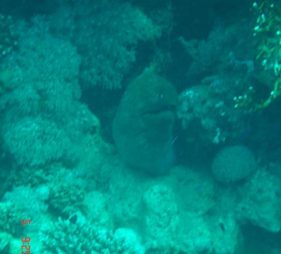 Prachtexemplar Riesenmuräne am Südriff