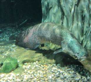 Arapaima