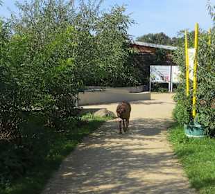 Bewusster Verstoß gegen die Parkordnung (Leinenzwa