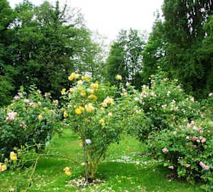 Rosenpracht vom feinsten