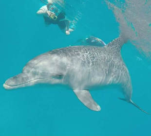 Ich im Hintergrund mit dem Delfin 