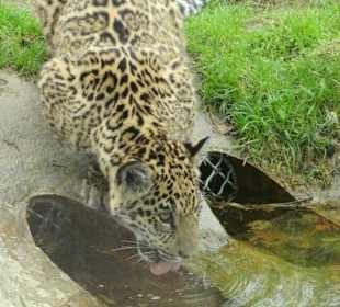 Junger Jaguar